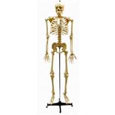 ESQUELETO 1,70CM PADRAO C/RODAS TGD-0101 ANATOMIC